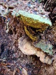 Attēlu rezultāti vaicājumam “Hapalopilus croceus”