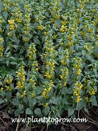 Attēlu rezultāti vaicājumam “Lamproderma violaceum stalked”