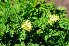 Attēlu rezultāti vaicājumam “Corydalis intermedia fruit”