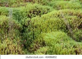 Attēlu rezultāti vaicājumam “Sphagnum flexuosum”