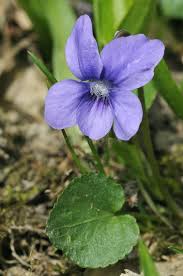 Attēlu rezultāti vaicājumam “Viola riviniana leaf”
