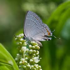 Attēlu rezultāti vaicājumam “Symphytocarpus trechisporus macro”