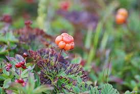 Attēlu rezultāti vaicājumam “Rubus chamaemorus flower”