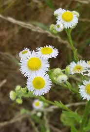 Attēlu rezultāti vaicājumam “Erigeron annuus flower”