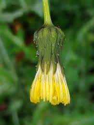 Attēlu rezultāti vaicājumam “Sonchus asper”