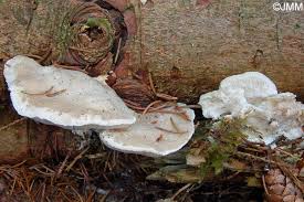 Attēlu rezultāti vaicājumam “Postia tephroleucus”