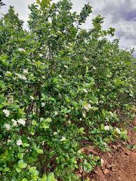 Attēlu rezultāti vaicājumam “Aronia melanocarpa”