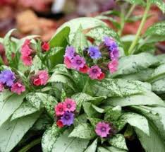 Attēlu rezultāti vaicājumam “Pulmonaria angustifolia leaf”