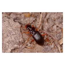 Attēlu rezultāti vaicājumam “Leistus ferrugineus”