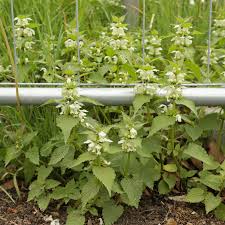 Attēlu rezultāti vaicājumam “Lamium album leaf”