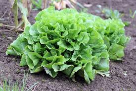 Image result for Pflücksalat