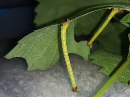 Attēlu rezultāti vaicājumam “Eulithis sp.”