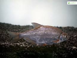 Image result for Blicca bjoerkna