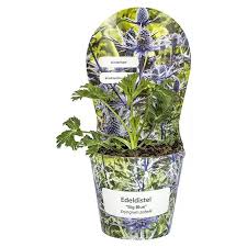 Image result for Edeldistel