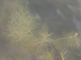 Attēlu rezultāti vaicājumam “Stuckenia pectinata”