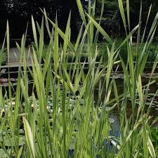 Attēlu rezultāti vaicājumam “Glyceria maxima fruit”