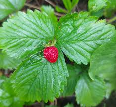 Image result for Fragaria vesca