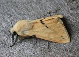 Attēlu rezultāti vaicājumam “Spilosoma lutea”