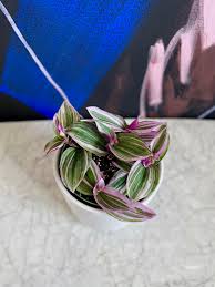 Attēlu rezultāti vaicājumam “Arenaria procera leaf”