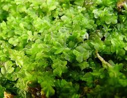 Attēlu rezultāti vaicājumam “Chiloscyphus polyanthos”