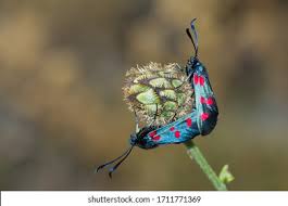 Attēlu rezultāti vaicājumam “Zygaena filipendulae”