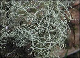 Attēlu rezultāti vaicājumam “Usnea subfloridana”