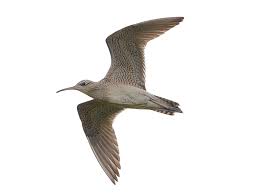 Image result for Numenius minutus