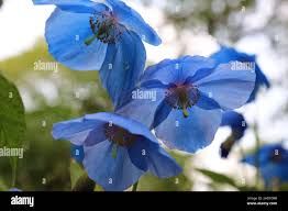 Image result for Scheinmohn