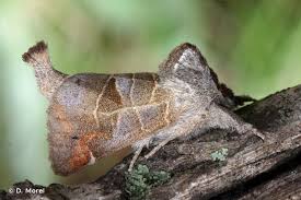 Attēlu rezultāti vaicājumam “Clostera pigra”