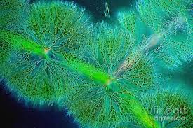 Attēlu rezultāti vaicājumam “Batrachospermum moniliforme”