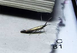 Attēlu rezultāti vaicājumam “Coleophoridae”