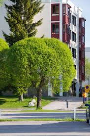 Attēlu rezultāti vaicājumam “Salix fragilis”