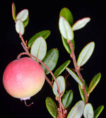 Attēlu rezultāti vaicājumam “Oxycoccus flower”
