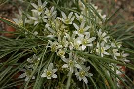Image result for "Ornithogalum nivale"