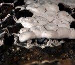 Attēlu rezultāti vaicājumam “Diderma rufostriatum”