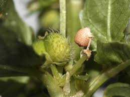 Attēlu rezultāti vaicājumam “Mercurialis perennis fruit”