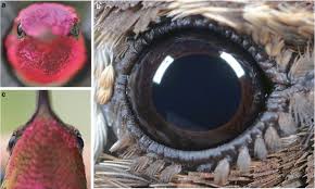 Attēlu rezultāti vaicājumam “Cribraria martinii stalked”