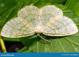 Attēlu rezultāti vaicājumam “Cabera exanthemata female”