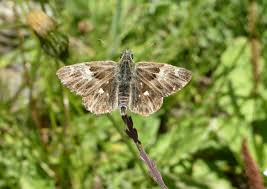 Attēlu rezultāti vaicājumam “Hesperiidae”
