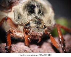 Attēlu rezultāti vaicājumam “Melolontha hippocastani”