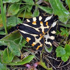 Attēlu rezultāti vaicājumam “Parasemia plantaginis”