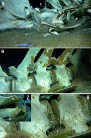 Image result for Balaenoptera bonaerensis