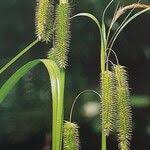 Attēlu rezultāti vaicājumam “Carex pseudocyperus fruit”