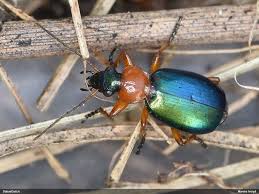 Attēlu rezultāti vaicājumam “Lebia chlorocephala”