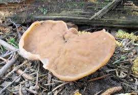 Attēlu rezultāti vaicājumam “Discina perlata”