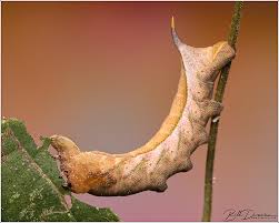 Attēlu rezultāti vaicājumam “Sphingidae”
