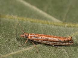 Attēlu rezultāti vaicājumam “Ypsolophidae”