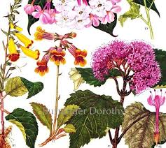 Attēlu rezultāti vaicājumam “Rubiaceae”