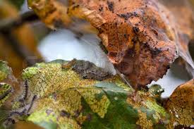 Attēlu rezultāti vaicājumam “Aporia crataegi pupa”