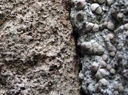 Attēlu rezultāti vaicājumam “Lecanactis abietina”